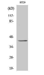 Fig1:; Western Blot analysis of various cells using GPR92 Polyclonal Antibody diluted at 1: 500