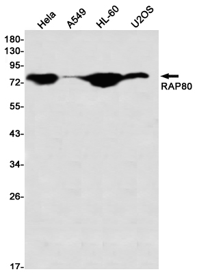 Western blot detection of RAP80 in Hela,A549,HL-60,U2OS using RAP80 Rabbit mAb(1:1000 diluted)
