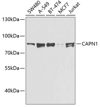 Western blot - CAPN1 Polyclonal Antibody 