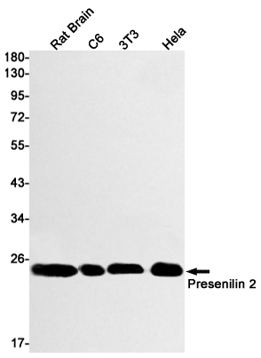 Western blot detection of Presenilin 2 in Rat Brain,C6,3T3,Hela cell lysates using Presenilin 2 Rabbit mAb(1:1000 diluted).Predicted band size:50kDa.Observed band size:23kDa.