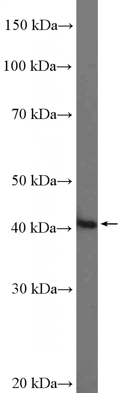 Daudi cells were subjected to SDS PAGE followed by western blot with Catalog No:117248(BSAP,PAX5 Antibody) at dilution of 1:600