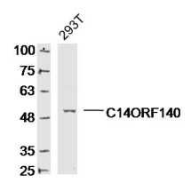 Fig2: Sample:; 293T Cell (Human) Lysate at 30 ug; Primary: Anti- C14ORF140 at 1/300 dilution; Secondary: IRDye800CW Goat Anti-Rabbit IgG at 1/20000 dilution; Predicted band size: 52kD; Observed band size: 52kD