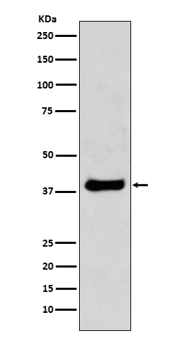 Western blot analysis of c-jun expression in NIH/3T3 cell lysates.