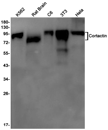 Western blot detection of Cortactin in K562,Rat Brain,C6,3T3,Hela cell lysates using Cortactin Rabbit pAb(1:1000 diluted).Predicted band size:62kDa.Observed band size:80-85kDa.