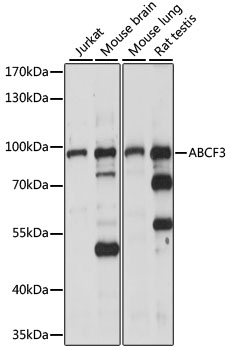 Western blot - ABCF3 Polyclonal Antibody 