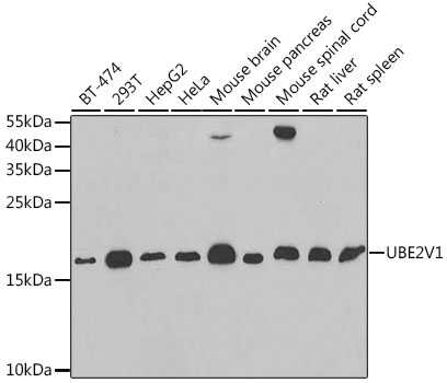 Western blot - UBE2V1 Polyclonal Antibody 