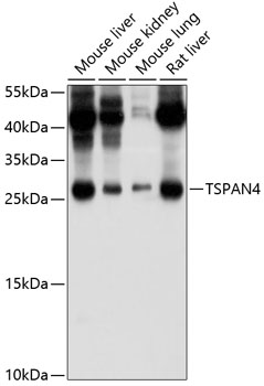Western blot - TSPAN4 Polyclonal Antibody 