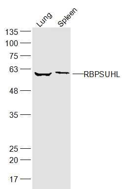 Fig1: Sample:; Lung (Mouse) Lysate at 40 ug; Spleen (Mouse) Lysate at 40 ug; Primary: Anti-RBPSUHL at 1/300 dilution; Secondary: IRDye800CW Goat Anti-Rabbit IgG at 1/20000 dilution; Predicted band size: 57 kD; Observed band size: 57 kD