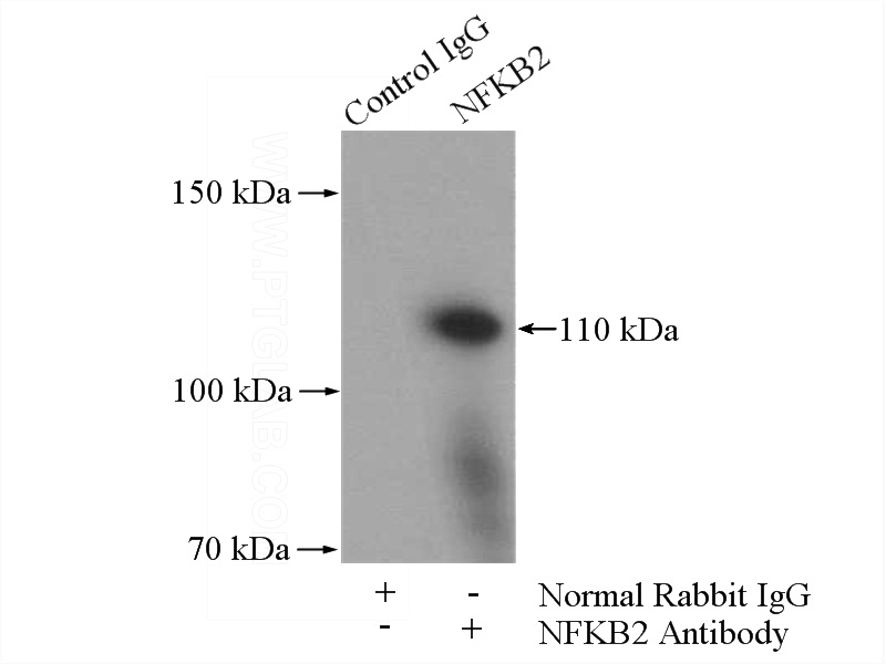 IP Result of anti-NFKB2 (IP:Catalog No:113157, 4ug; Detection:Catalog No:113157 1:600) with K-562 cells lysate 1200ug.