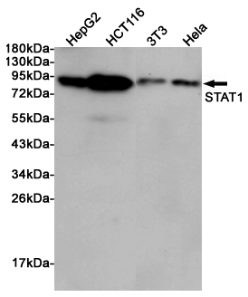 Western blot analysis of extracts from HepG2, HCT116, 3T3 and Hela cells using Stat1 Rabbit pAb at 1:1000 dilution. Predicted band size: 84kDa. Observed band size: 84kDa.