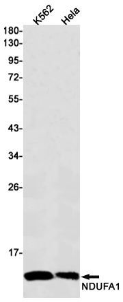 Western blot detection of NDUFA1 in K562,Hela cell lysates using NDUFA1 Rabbit mAb(1:1000 diluted).Predicted band size:8kDa.Observed band size:8kDa.