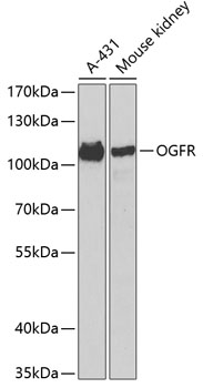 Western blot - OGFR Polyclonal Antibody 