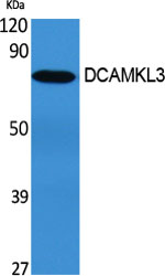 Fig1:; Western Blot analysis of various cells using DCAMKL3 Polyclonal Antibody