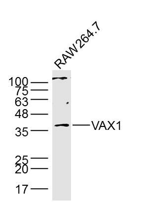 Fig1: Sample: RAW264.7 Cell (Mouse) Lysate at 40 ug; Primary: Anti- VAX1 at 1/300 dilution; Secondary: IRDye800CW Goat Anti-Rabbit IgG at 1/20000 dilution; Predicted band size: 35 kD; Observed band size: 37 kD