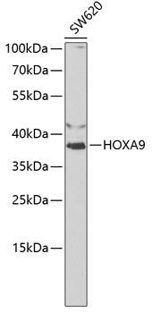 Western blot - HOXA9 Polyclonal Antibody 