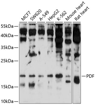 Western blot - PDF Polyclonal Antibody 
