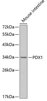 Western blot - PDX1 Polyclonal Antibody 
