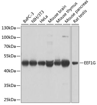 Western blot - EEF1G Polyclonal Antibody 