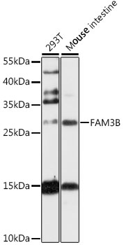 Western blot - FAM3B Polyclonal Antibody 