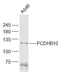 Fig4: Sample:; A549(Human) Cell Lysate at 30 ug; Primary: Anti-PCDHB10 at 1/1000 dilution; Secondary: IRDye800CW Goat Anti-Rabbit IgG at 1/20000 dilution; Predicted band size: 84 kD; Observed band size: 112 kD