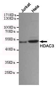 Western blot detection of HDAC3 in Jurkat and Hela cell lysates using HDAC3 mouse mAb (1:1000 diluted).Predicted band size:49KDa.Observed band size:49KDa.