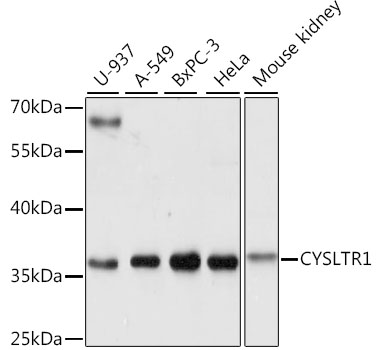 Western blot - CYSLTR1 Polyclonal Antibody 