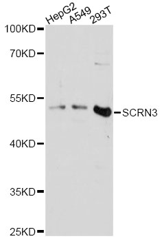 Western blot - SCRN3 Polyclonal Antibody 