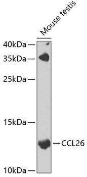 Western blot - CCL26 Polyclonal Antibody 