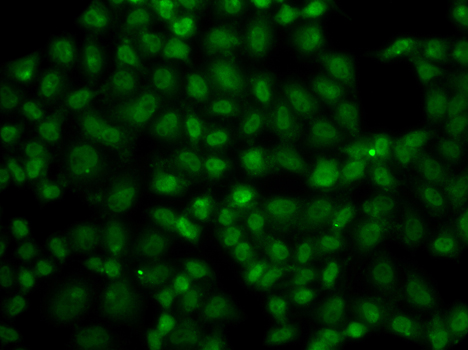 Immunofluorescence - USP26 Polyclonal Antibody 