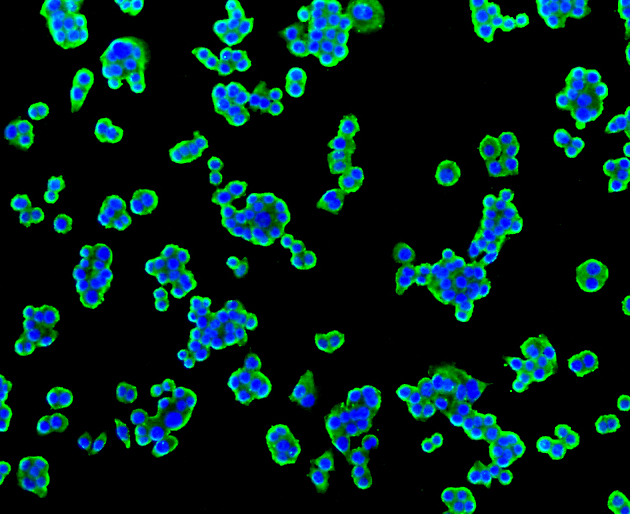Immunofluorescence - TSPO Monoclonal Antibody 