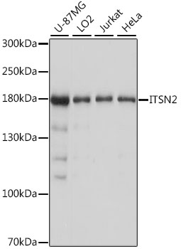 Western blot - ITSN2 Polyclonal Antibody 