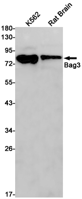 Western blot detection of Bag3 in K562,Rat Brain cell lysates using Bag3 Rabbit pAb(1:1000 diluted).Predicted band size:62kDa.Observed band size:80kDa.