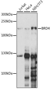 Western blot - BRD4 Polyclonal Antibody 
