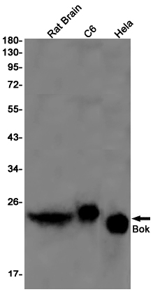 Western blot detection of Bok in Rat Brain,C6,Hela cell lysates using Bok Rabbit pAb(1:1000 diluted).Predicted band size:23kDa.Observed band size:23kDa.