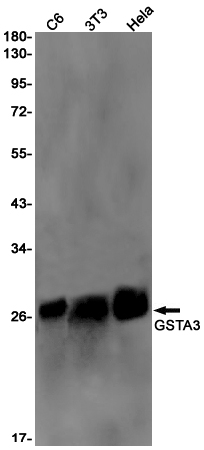Western blot detection of GSTA3 in C6,3T3,Hela cell lysates using GSTA3 Rabbit pAb(1:1000 diluted).Predicted band size:25kDa.Observed band size:25kDa.