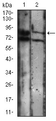 Western blot analysis using CDH16 mouse mAb against A431 (1), Jurkat (2) cell lysate.