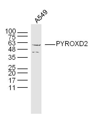 Fig1: Sample:A549(human)cell Lysate at 40 ug; Primary: Anti-PYROXD2 at 1/300 dilution; Secondary: IRDye800CW Goat Anti-Rabbit IgG at 1/20000 dilution; Predicted band size: 63kD; Observed band size: 60kD