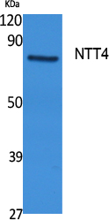 Fig1:; Western Blot analysis of extracts from rat stomach, using NTT4 Polyclonal Antibody.. Secondary antibody（catalog#: HA1001) was diluted at 1:20000