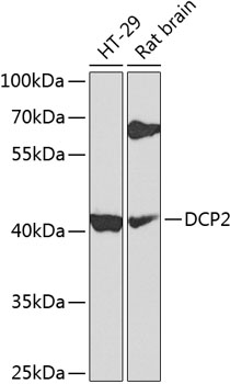 Western blot - DCP2 Polyclonal Antibody 