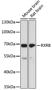 Western blot - RXRB Polyclonal Antibody 