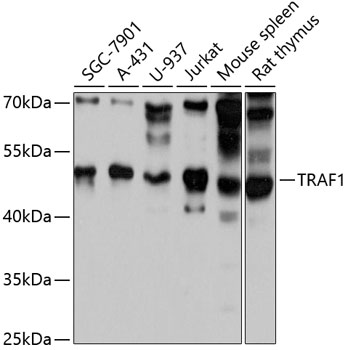 Western blot - TRAF1 Polyclonal Antibody 