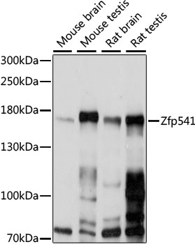 Western blot - Zfp541 Polyclonal Antibody 