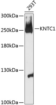 Western blot - KNTC1 Polyclonal Antibody 
