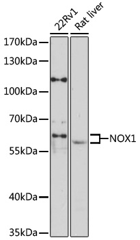 Western blot - NOX1 Polyclonal Antibody 