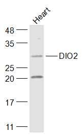 Fig3: Sample:; Heart (Mouse) Lysate at 40 ug; Primary: Anti-DIO2 at 1/1000 dilution; Secondary: IRDye800CW Goat Anti-Rabbit IgG at 1/20000 dilution; Predicted band size: 30 kD; Observed band size: 30 kD