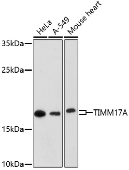 Western blot - TIMM17A Polyclonal Antibody 