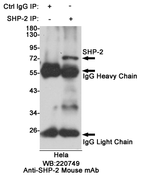 Immunoprecipitation analysis of Hela cell lysates using SHP-2 mouse mAb.