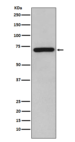 Western blot analysis of RelB expression in Raji cell lysate.