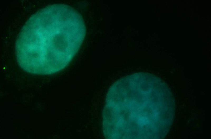 Immunofluorescent analysis of Hela cells, using DLX4 antibody Catalog No:110000 at 1:50 dilution and FITC-labeled donkey anti-rabbit IgG (green). Blue pseudocolor = DAPI (fluorescent DNA dye).