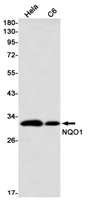 Western blot detection of NQO1 in Hela,C6 using NQO1 Rabbit mAb(1:1000 diluted)